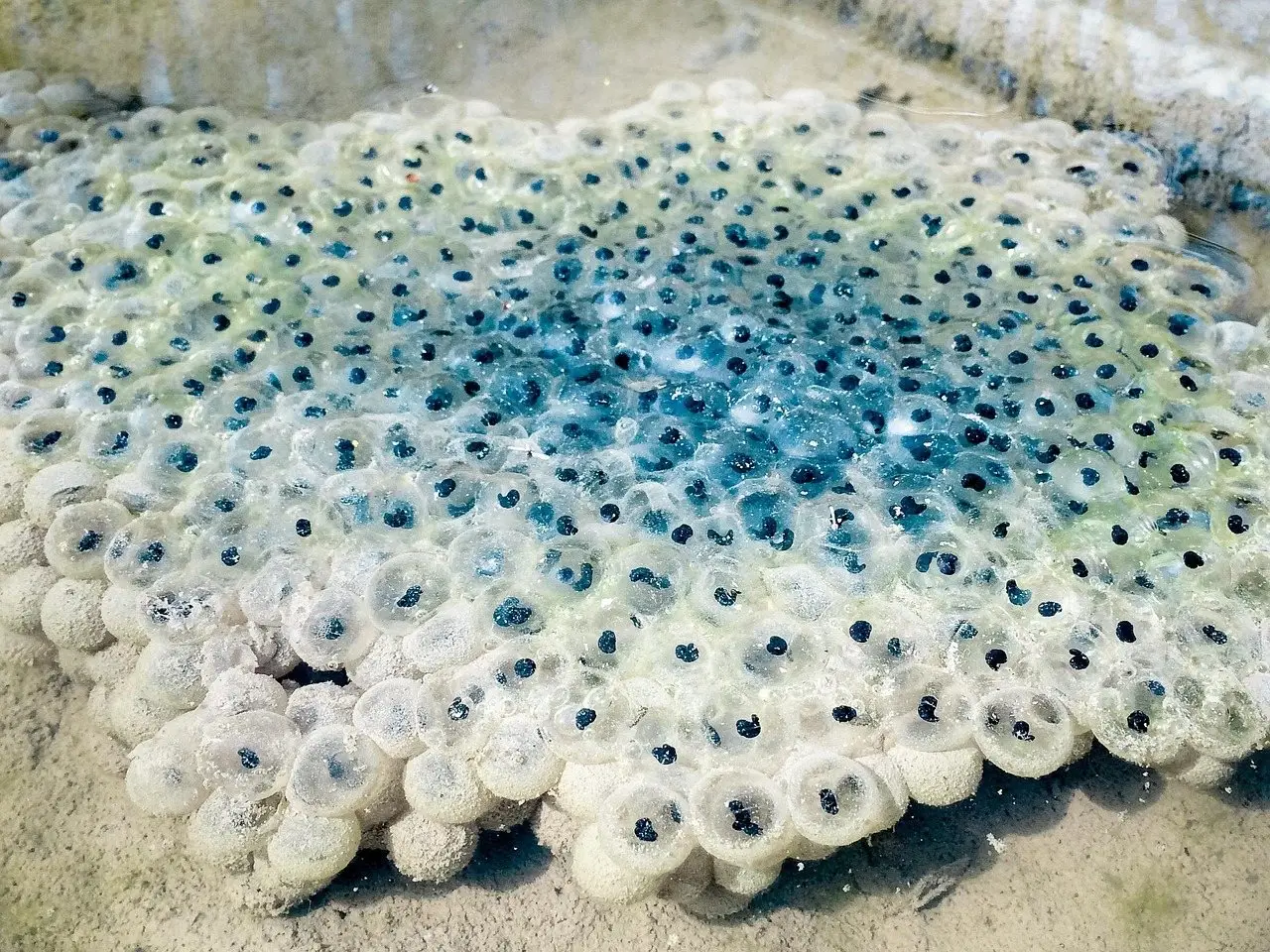 A floating mass of frog spawn, each clear sphere holding a dark egg, against a pale concrete edge