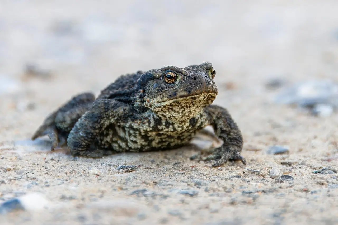 A common toad sitting low on bare gritty soil, warty skin and copper eye in close-up