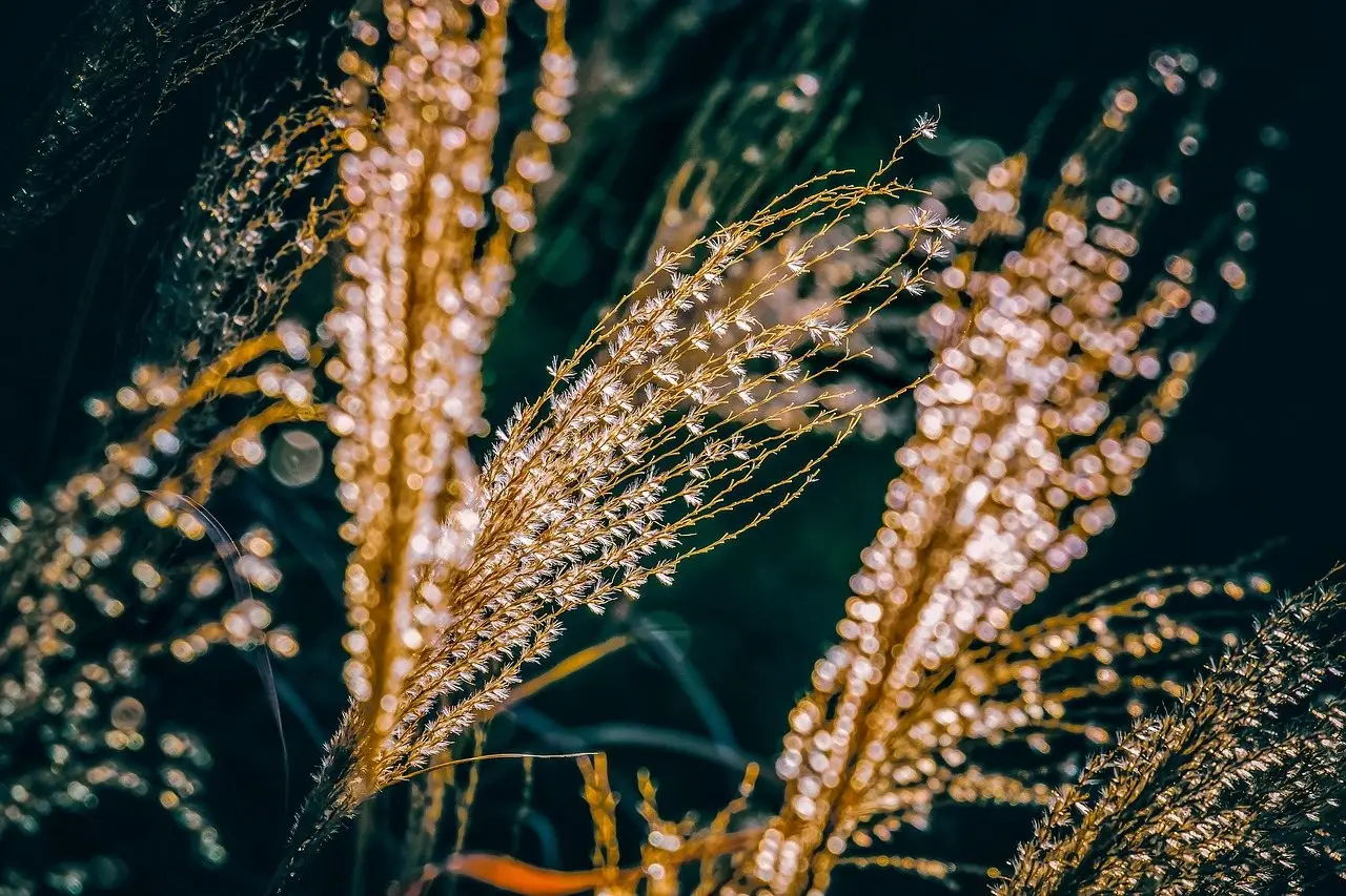 Miscanthus seed heads lit from behind by low sun, glowing gold against a dark background