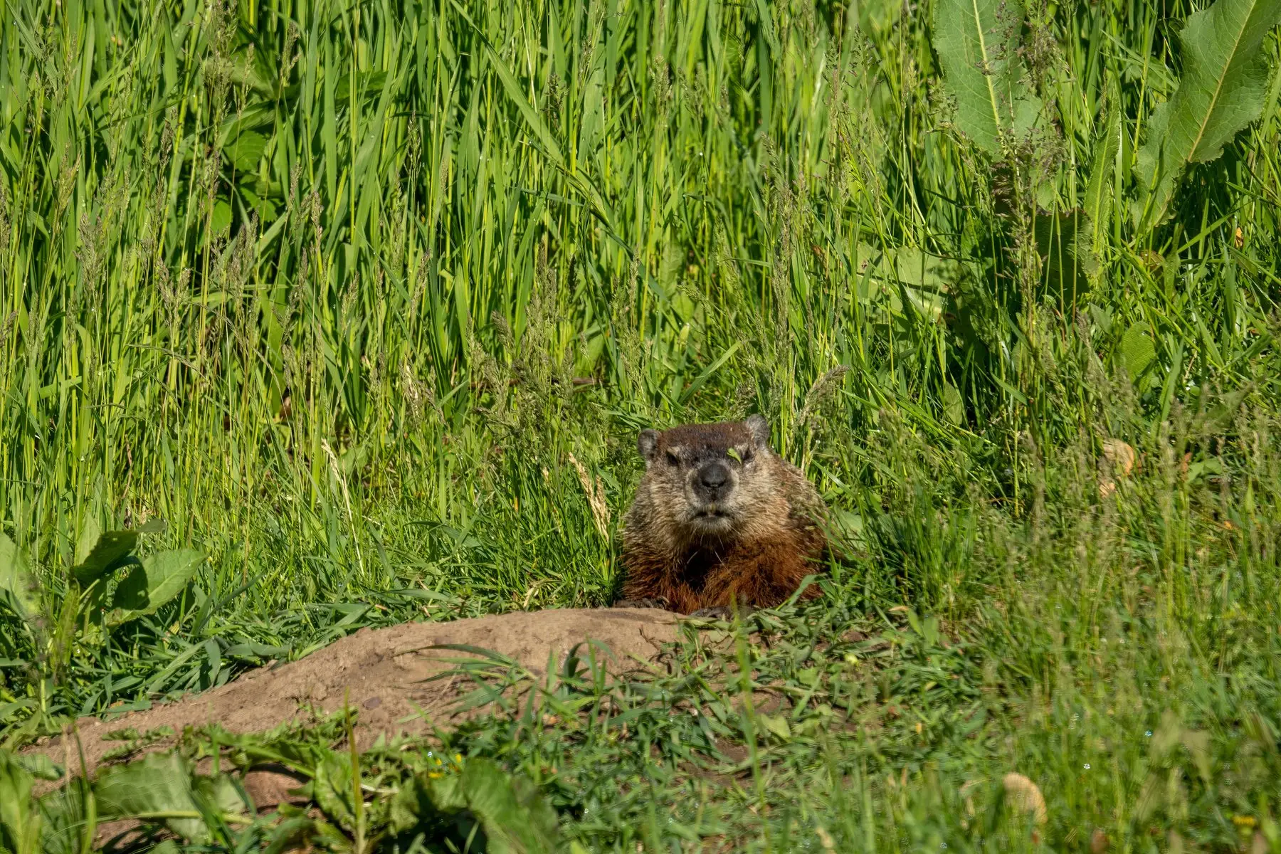 A groundhog sitting at a burrow mouth behind a fresh mound of excavated soil in long grass