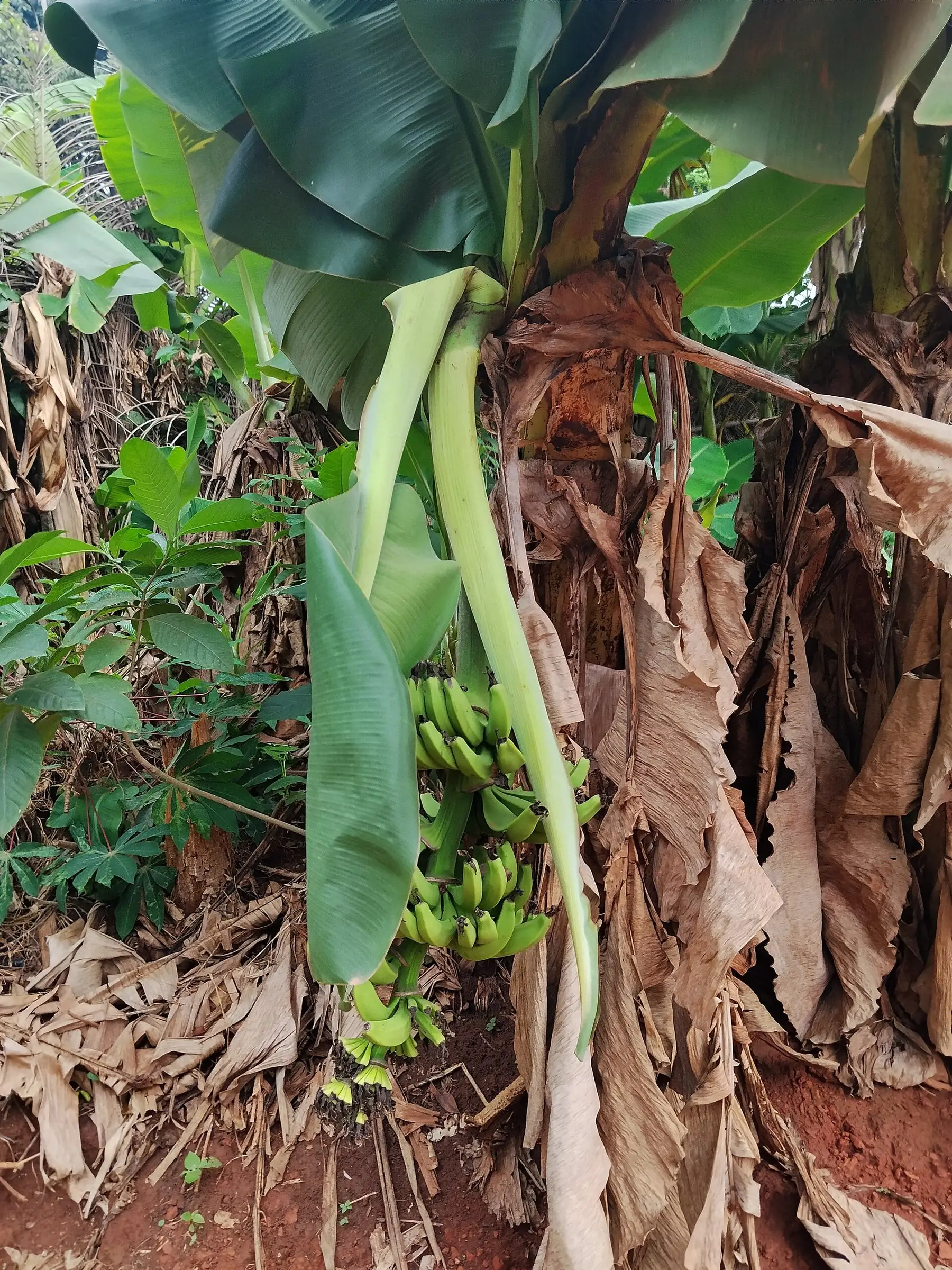 A developing bunch of green bananas hanging from the pseudostem