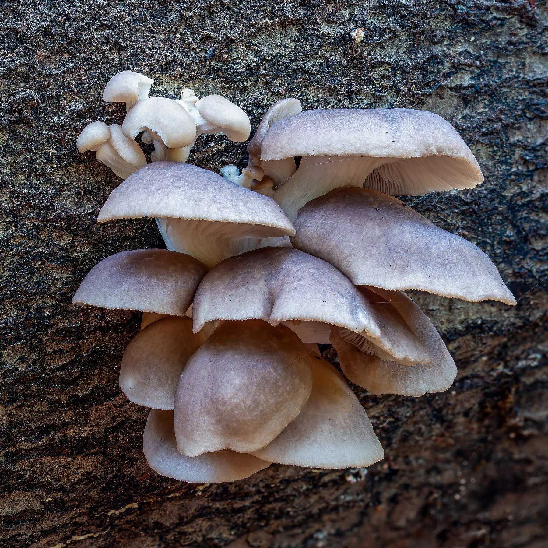 A shelving cluster of pale oyster mushrooms on bark, gills visible beneath the caps