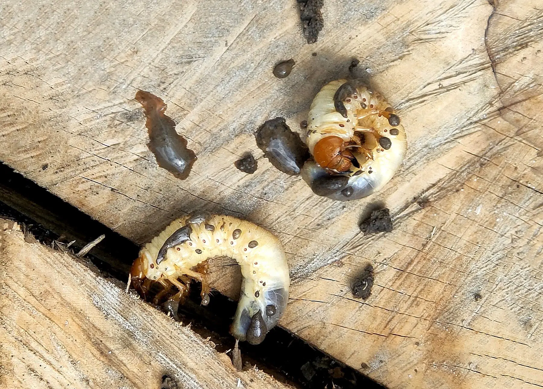 Two cream-white C-shaped chafer grubs on dark soil, showing brown head capsules and three pairs of legs