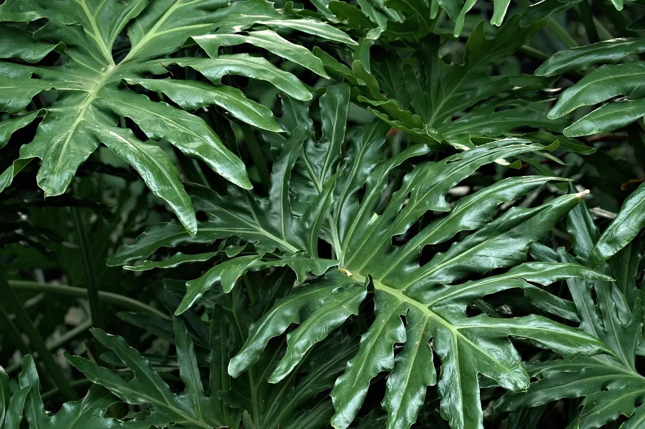 Philodendron houseplant