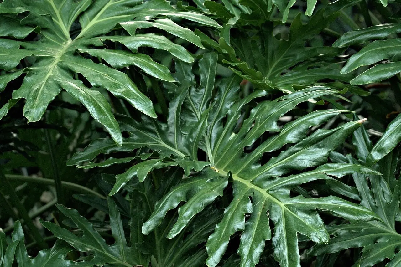 Philodendron houseplant