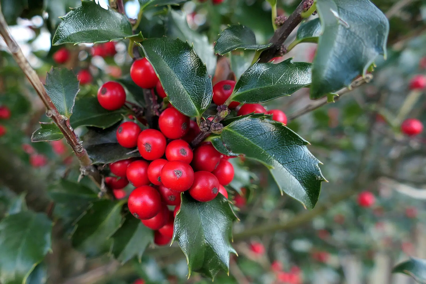A cluster of bright red holly berries among glossy dark green spined leaves