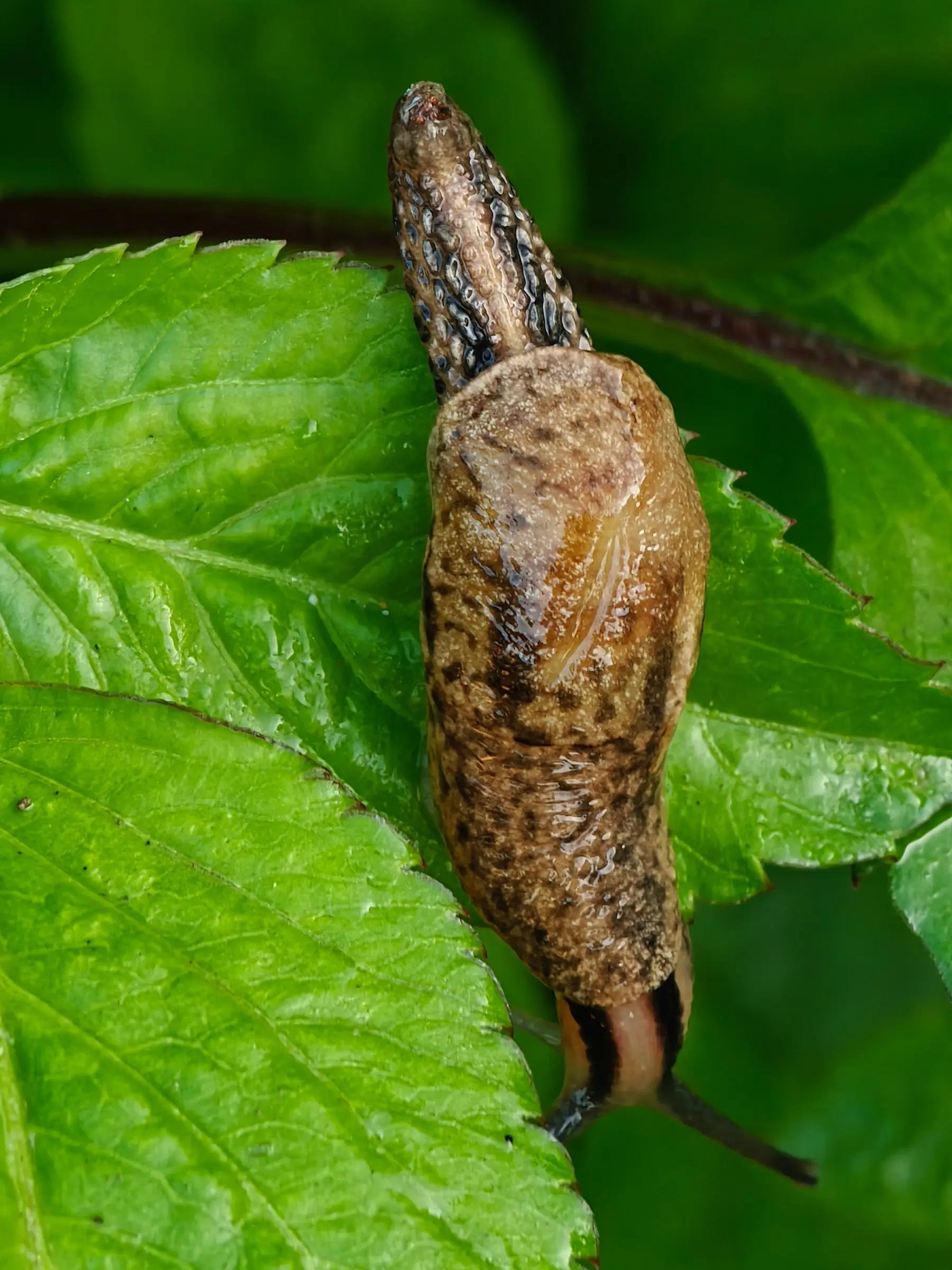 A large brown slug crawling across a wet green leaf, its tentacles extended