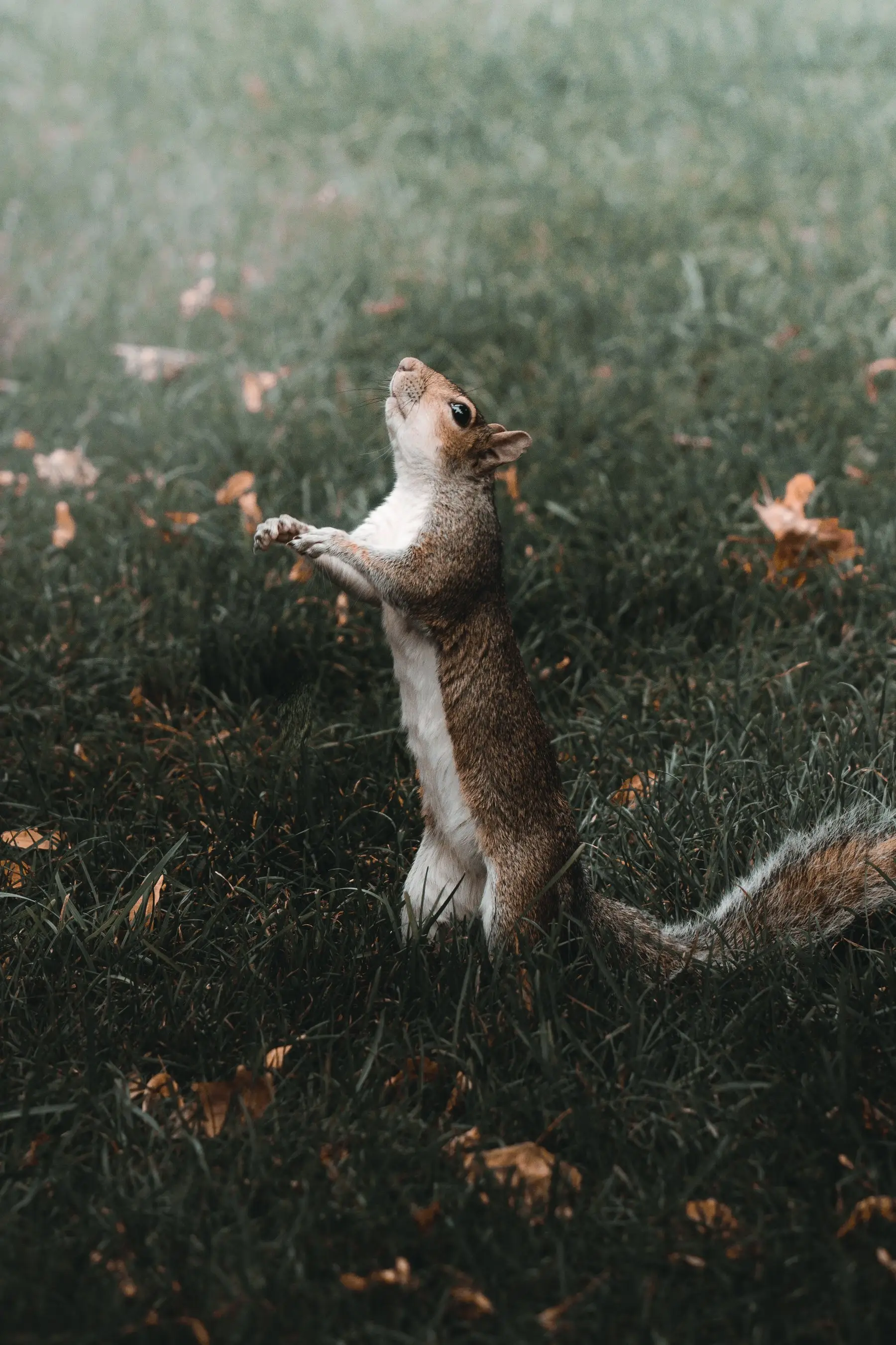 A grey squirrel standing upright on its hind legs in autumn grass, full body and tail visible