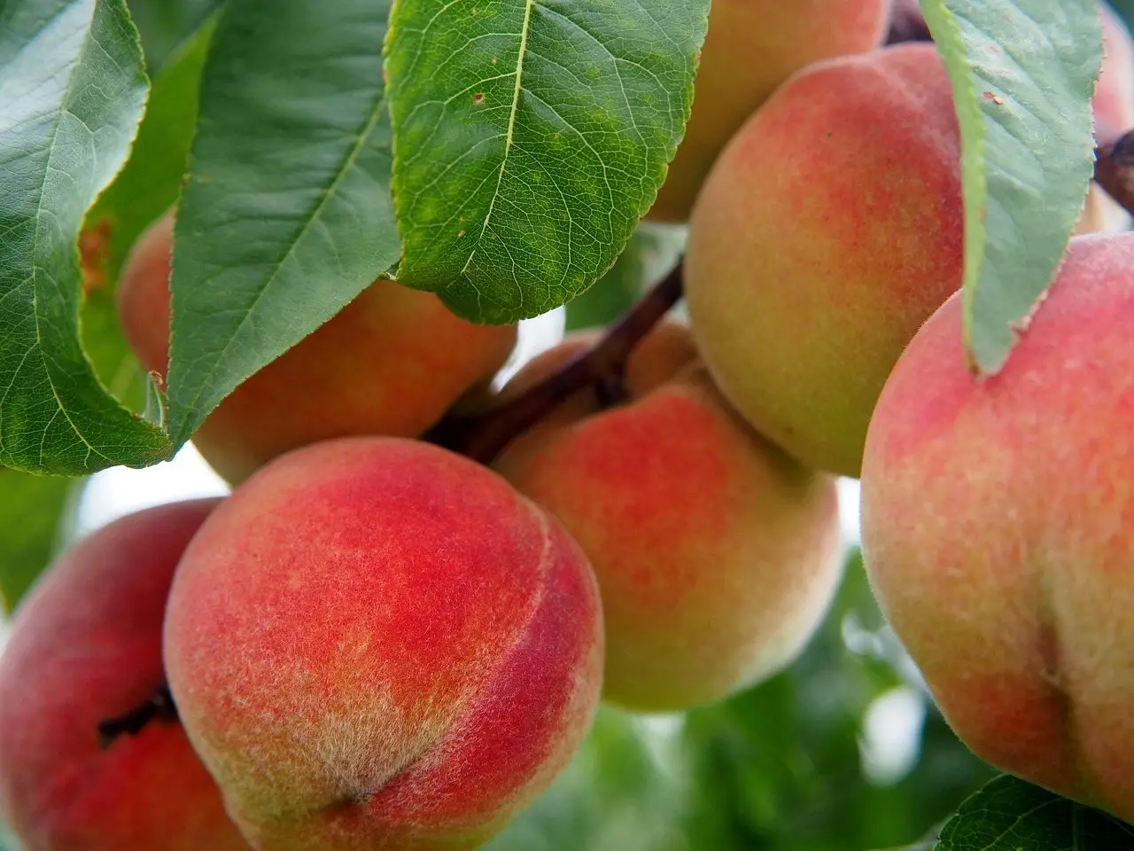 Peach tree orchard