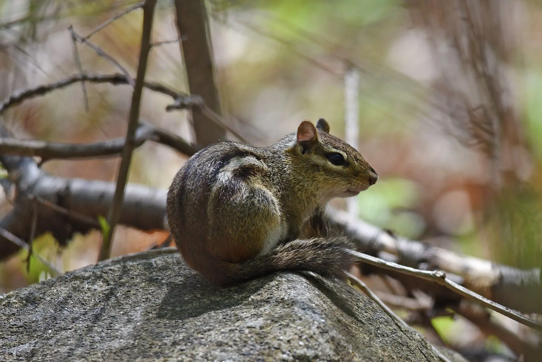 An eastern chipmunk perched side-on atop a granite boulder, its stripes clearly visible