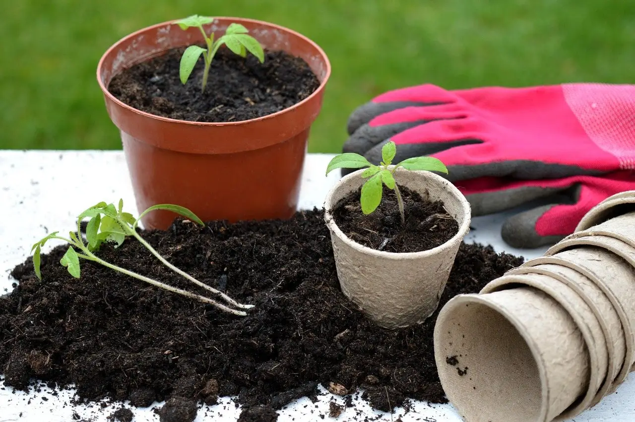 Tomato seedlings in pots beside gardening gloves and fibre pots