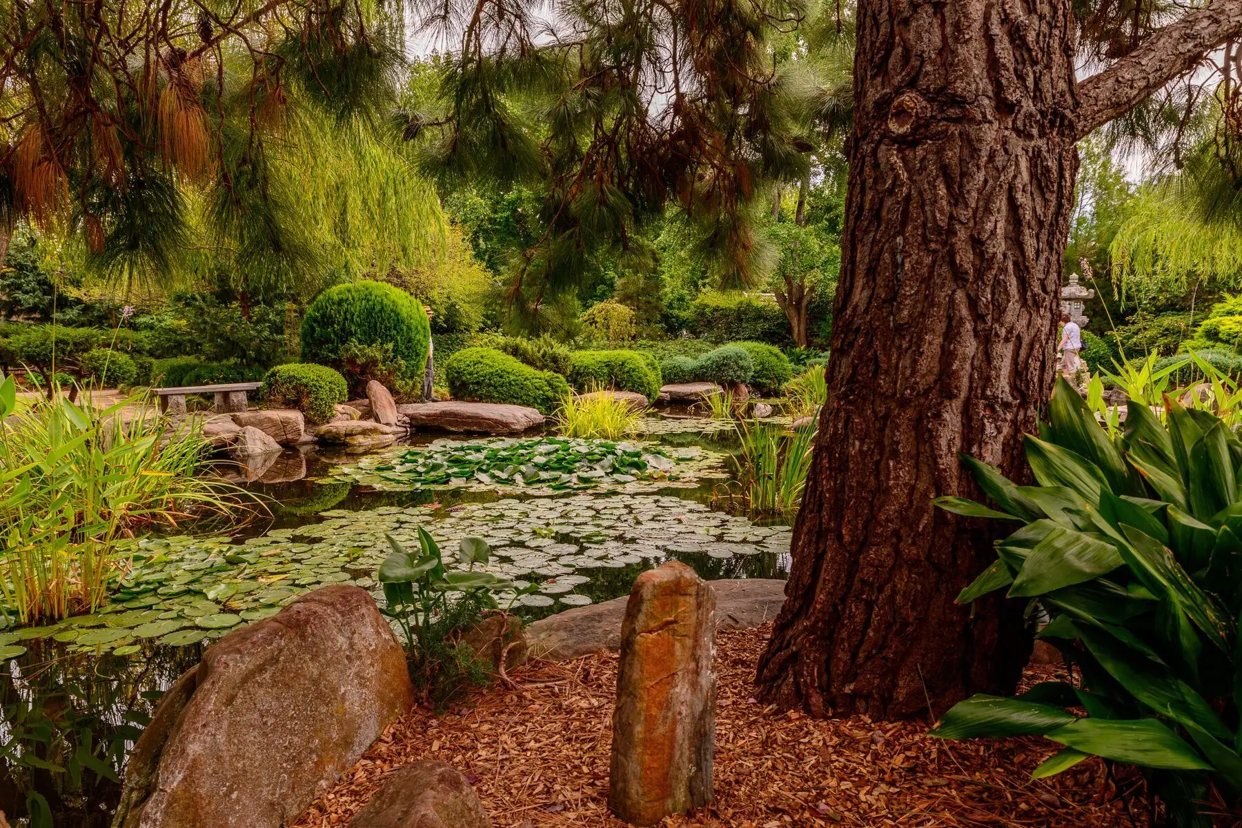 A planted garden pond with water lilies, marginal grasses and a stone edge