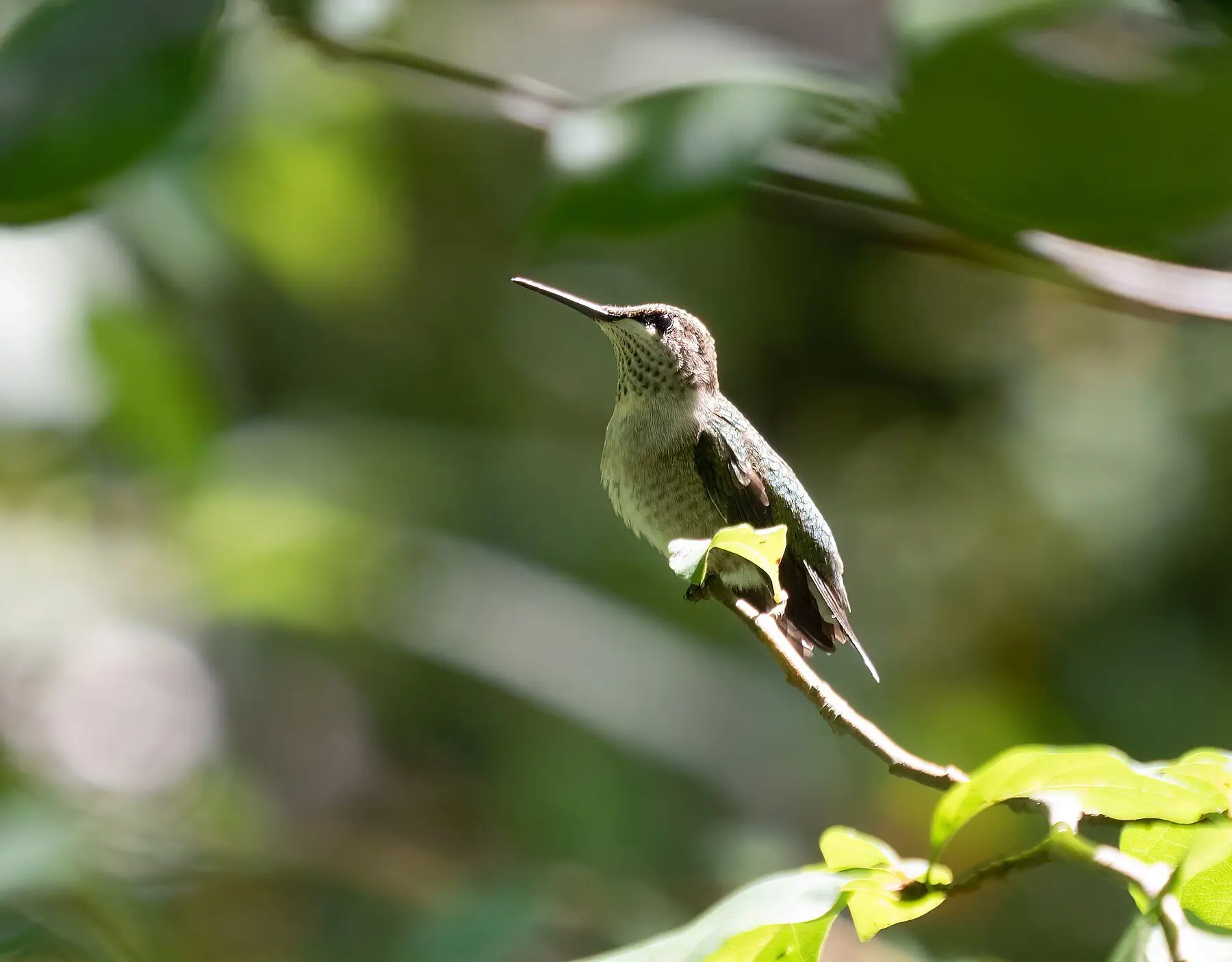A ruby-throated hummingbird perched on a thin sunlit twig among green leaves
