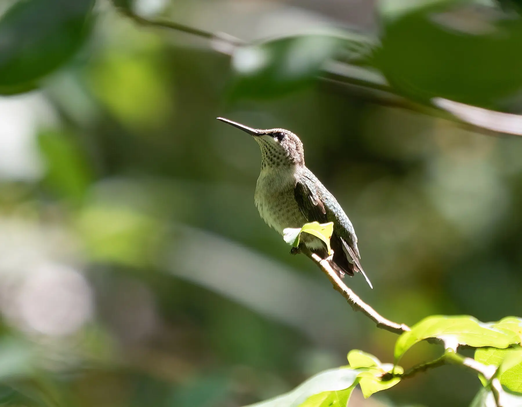 A ruby-throated hummingbird perched on a thin sunlit twig among green leaves