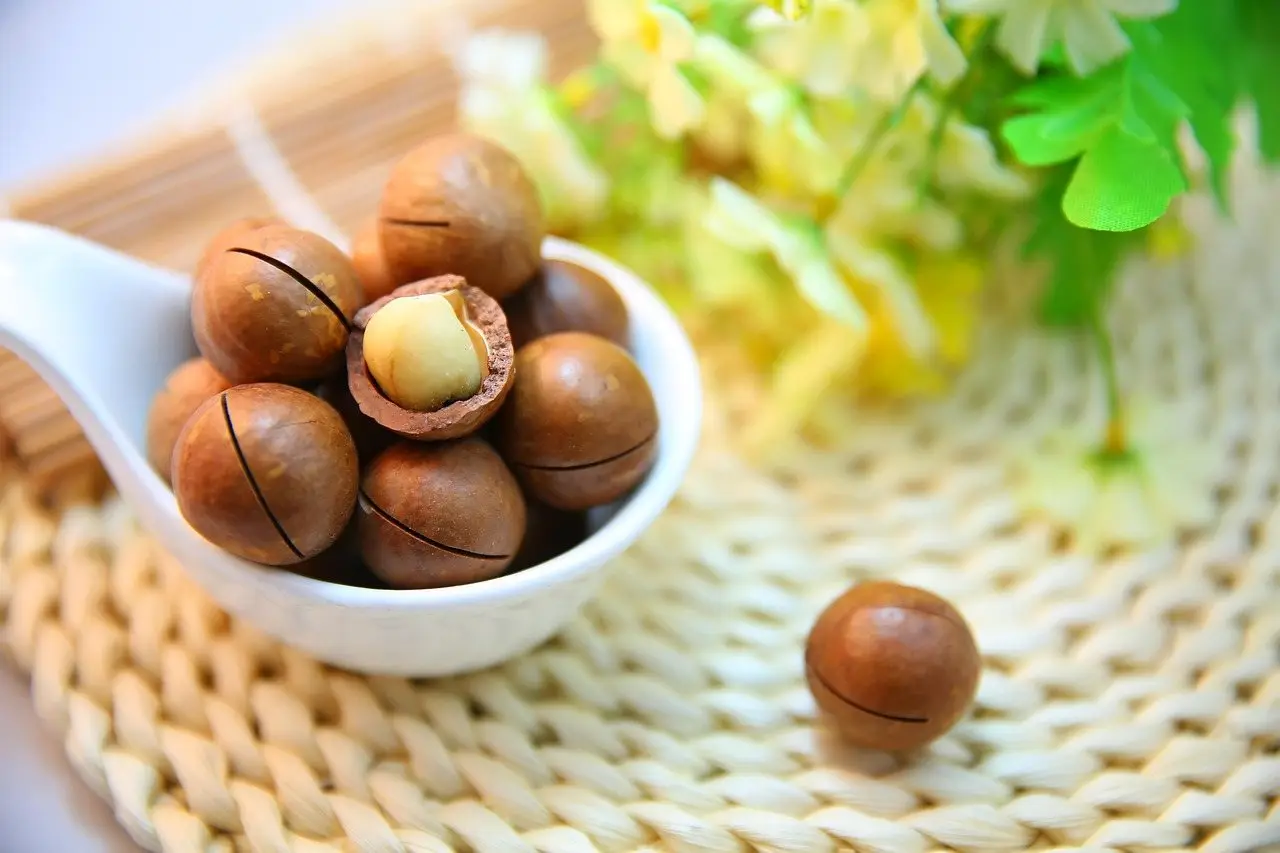 Macadamia nuts tree