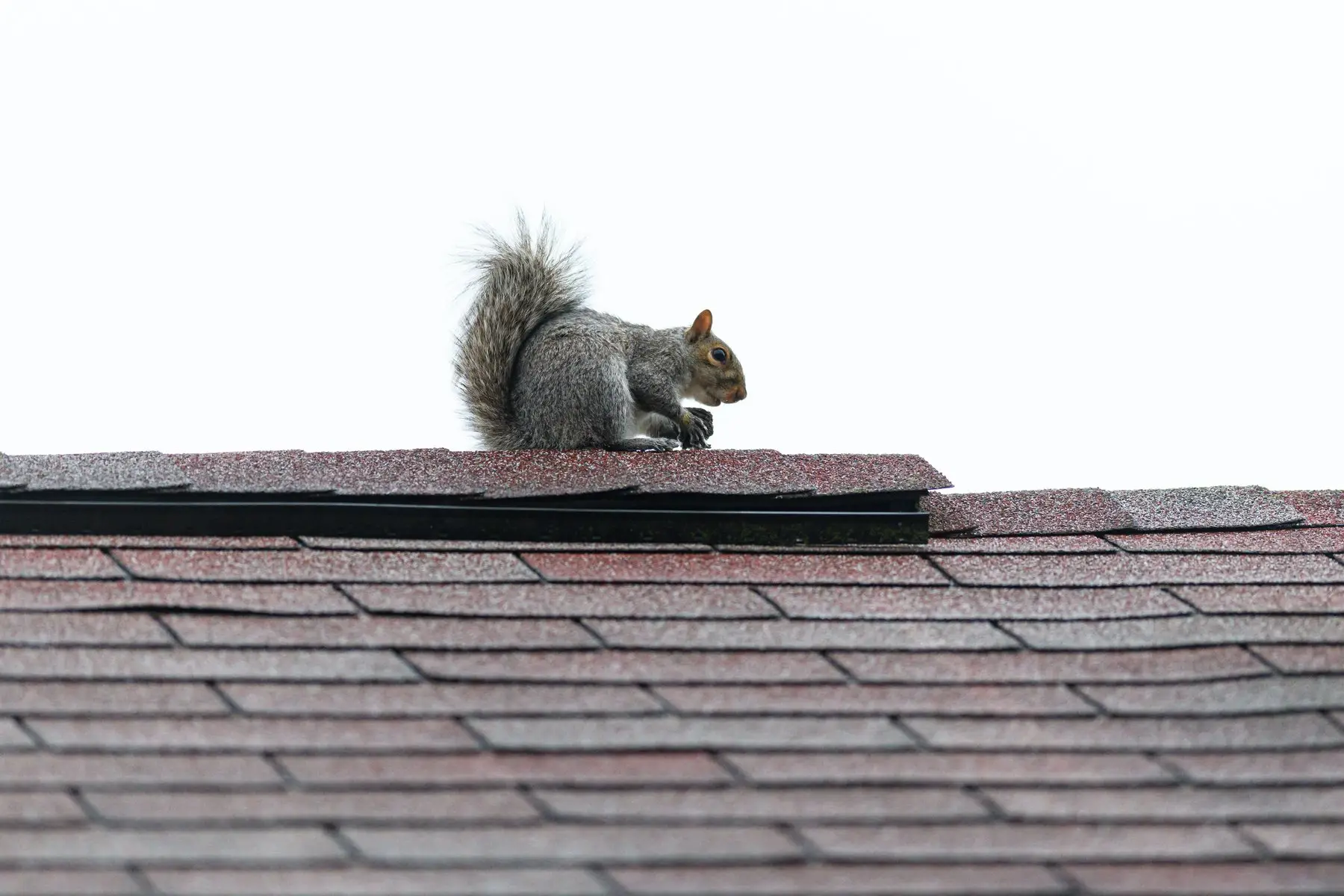 A grey squirrel sitting on a shingle roof ridge, beside a gap in the ridge line of the kind squirrels use to get into a loft