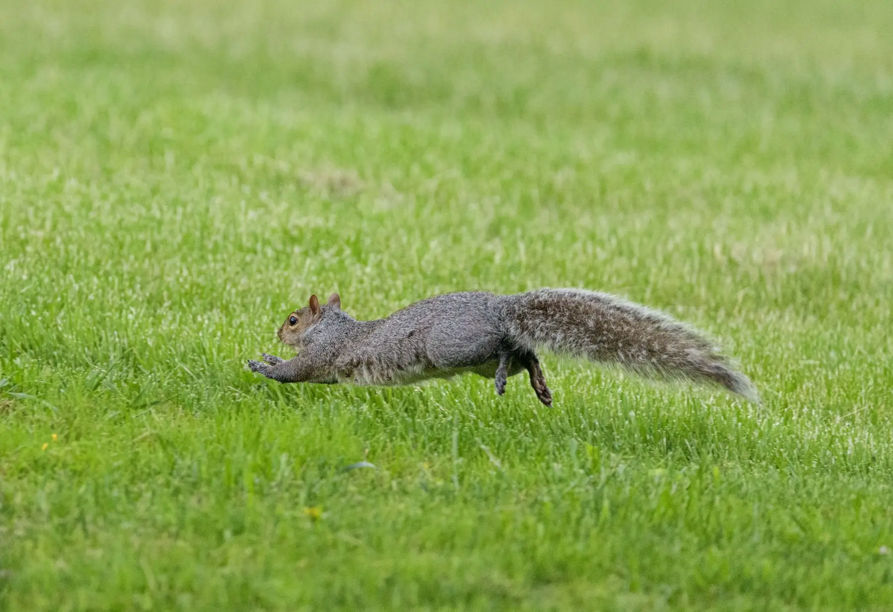 A grey squirrel fully extended mid-bound across short grass, all four feet off the ground and tail streaming behind