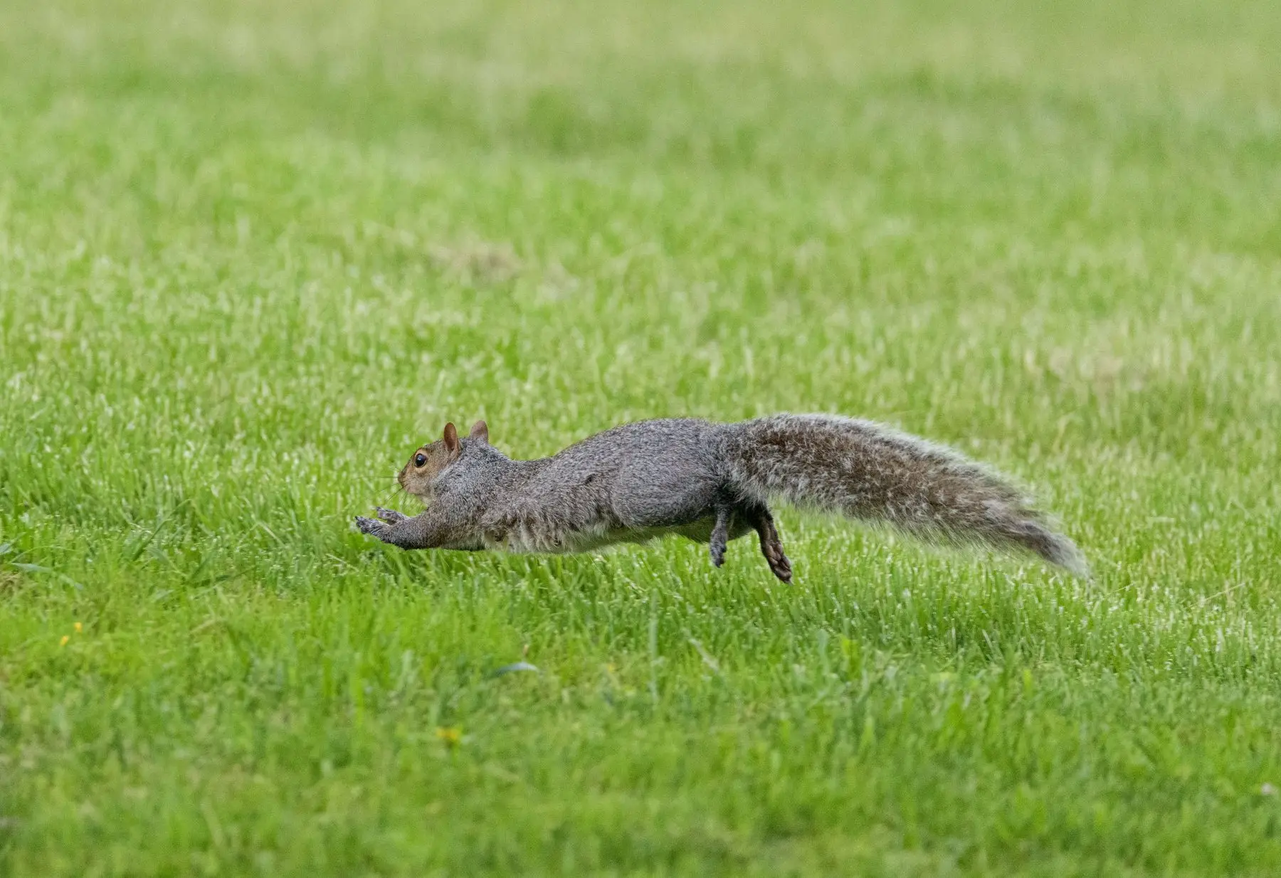 A grey squirrel fully extended mid-bound across short grass, all four feet off the ground and tail streaming behind