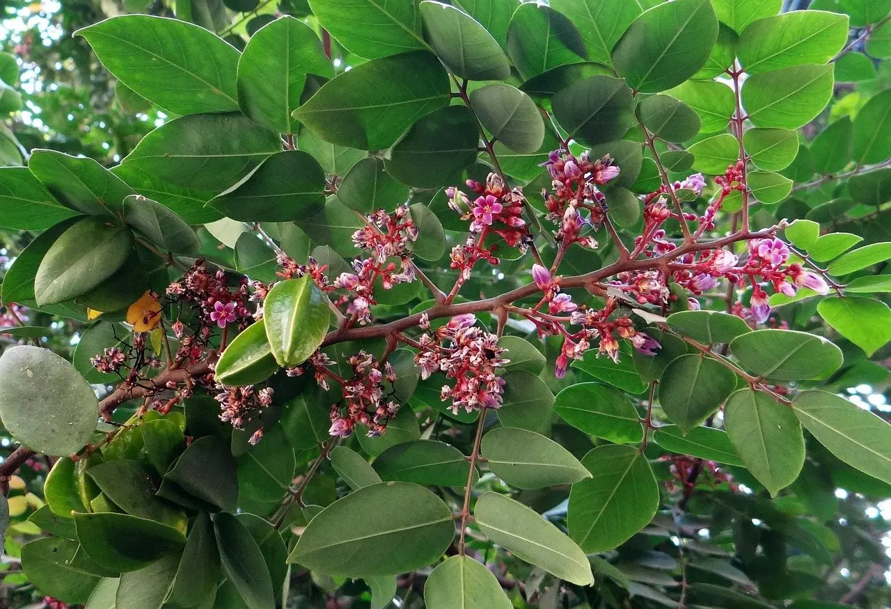Averrhoa carambola fruit tree