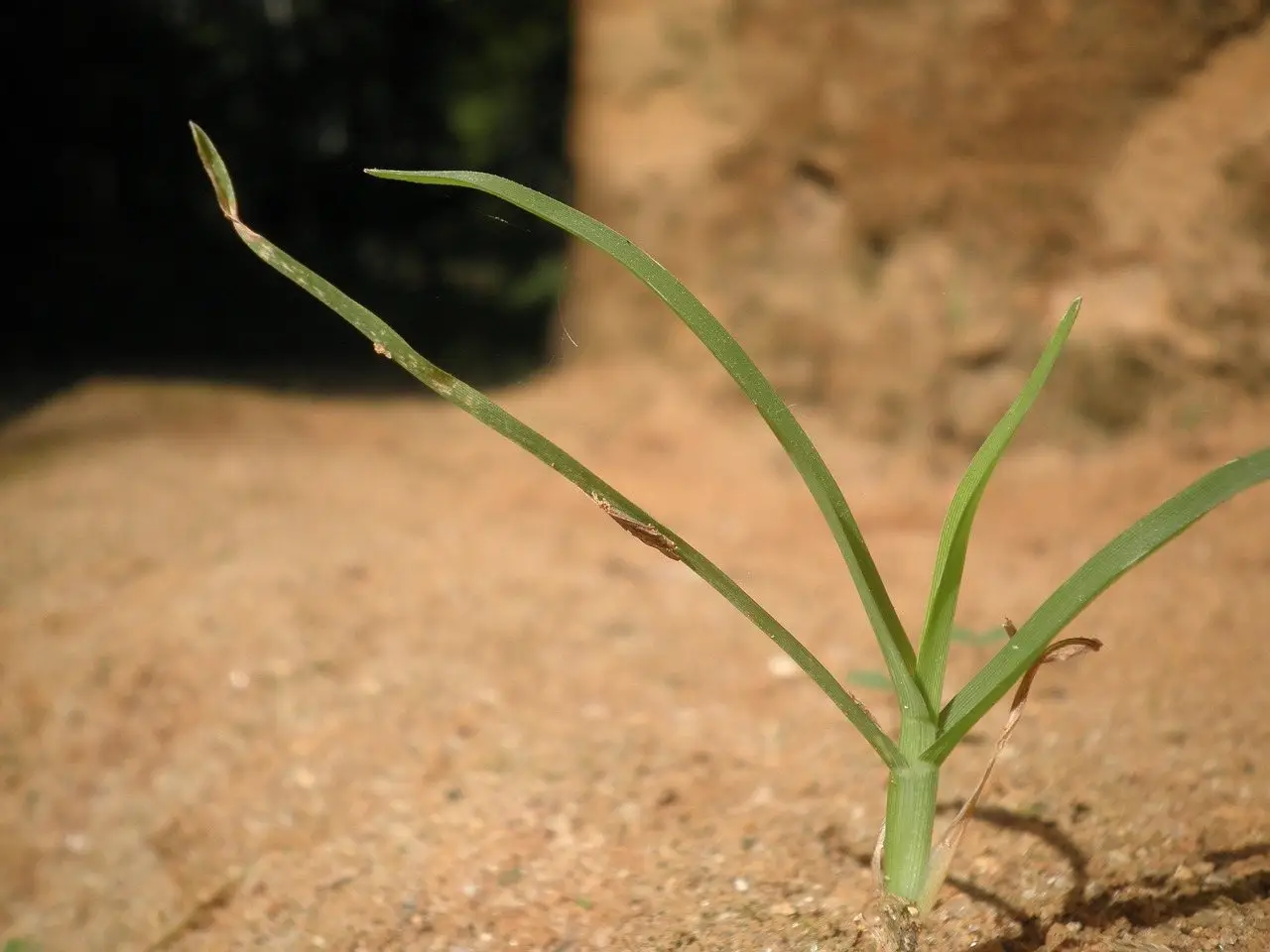 A single young grass seedling with a few slender blades standing alone in bare sandy soil