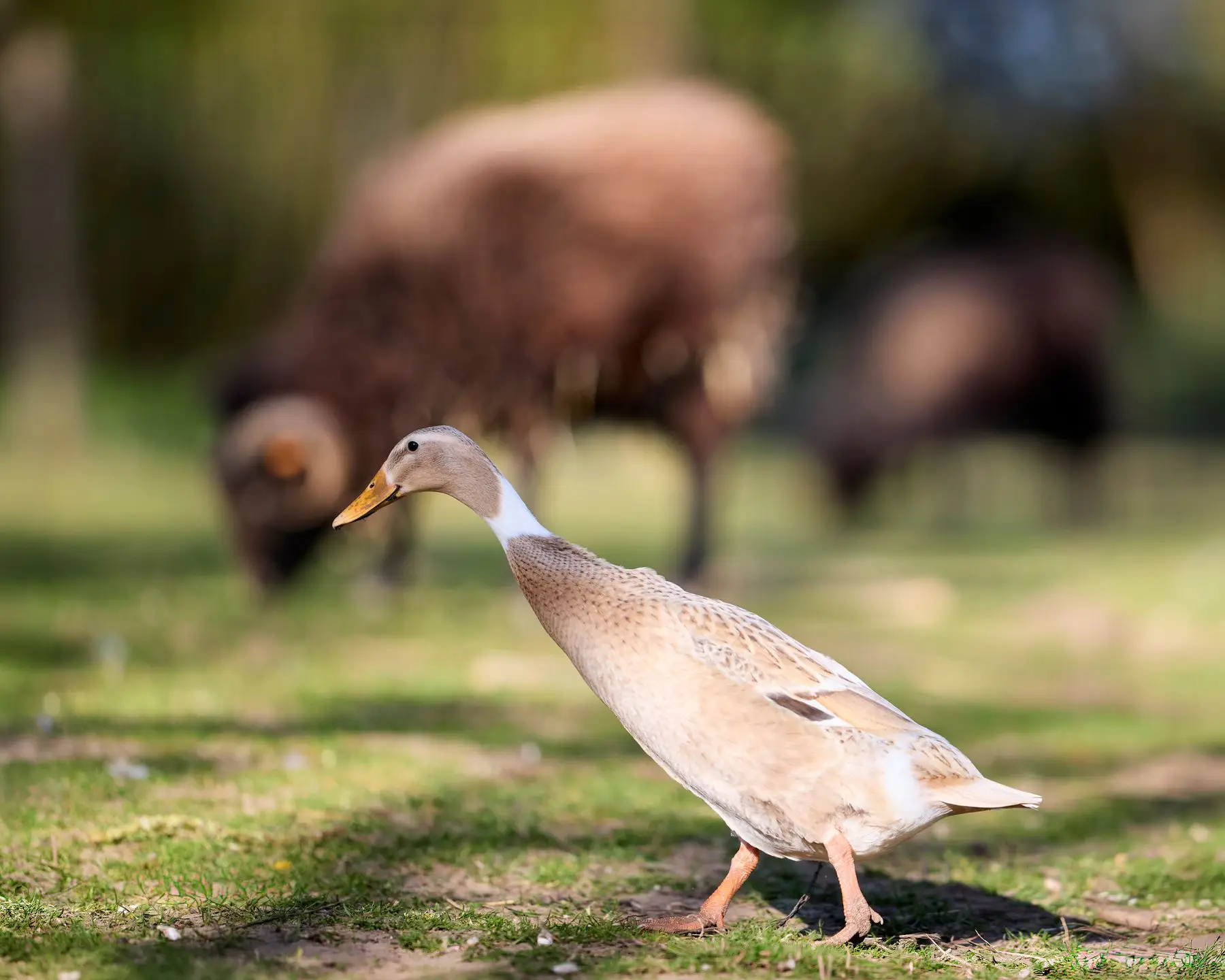 A fawn Indian Runner duck walking across pasture with sheep grazing behind it