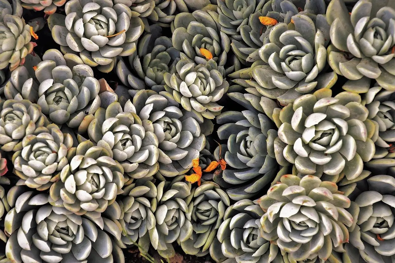 Echeveria rosette