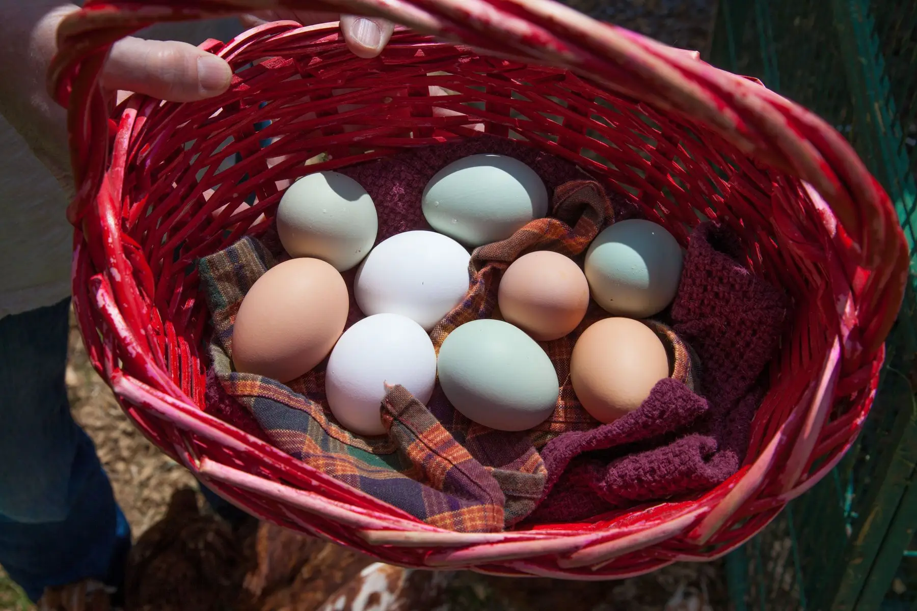 A hand holding a red wicker basket of mixed brown, white and blue-green backyard eggs