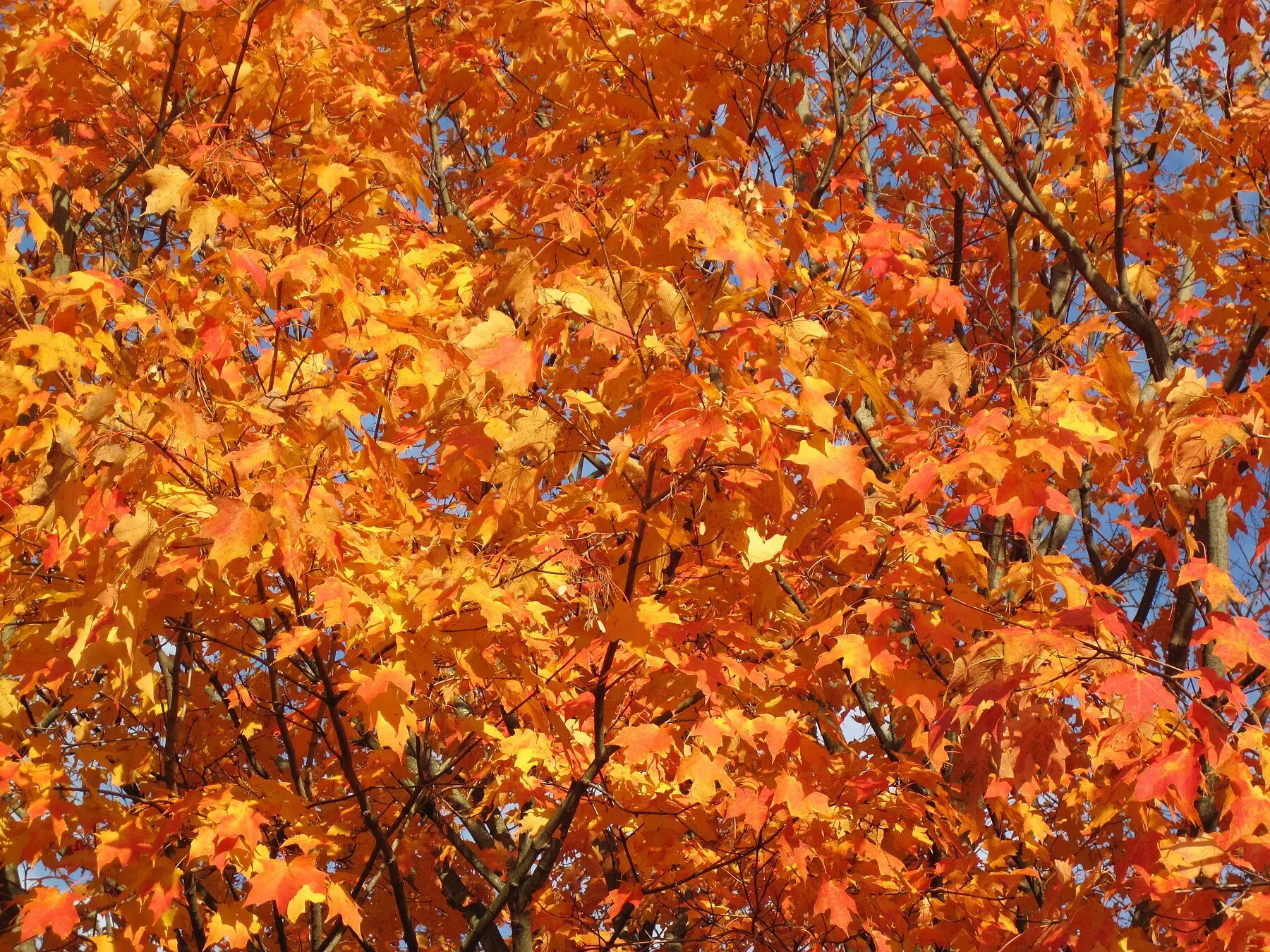 Sugar maple canopy in full autumn colour, orange and yellow leaves against blue sky