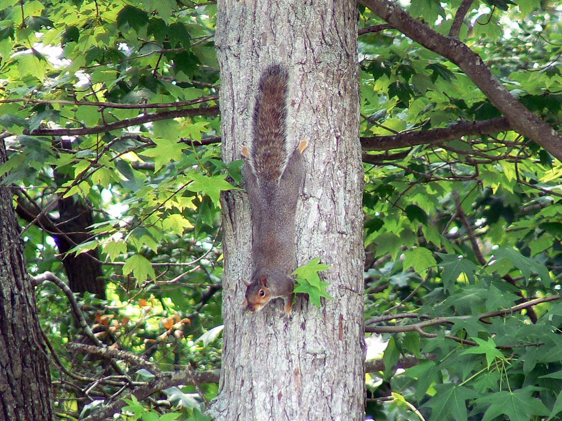 An eastern gray squirrel gripping the bark of a tree trunk