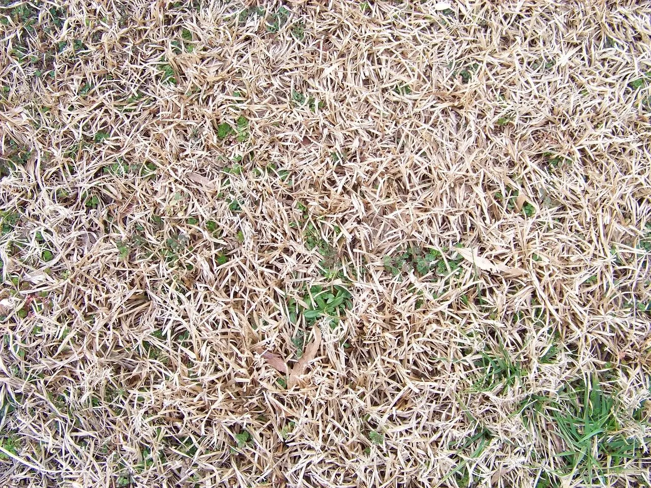 Straw-coloured dead grass covering a lawn with a little green growth still showing through
