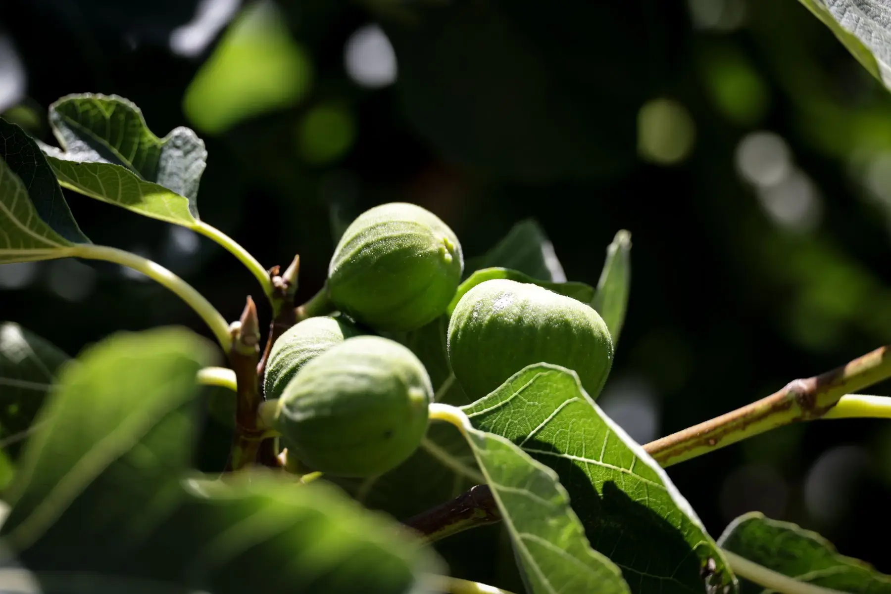 Three green unripe figs swelling on a branch among lobed fig leaves in sunlight