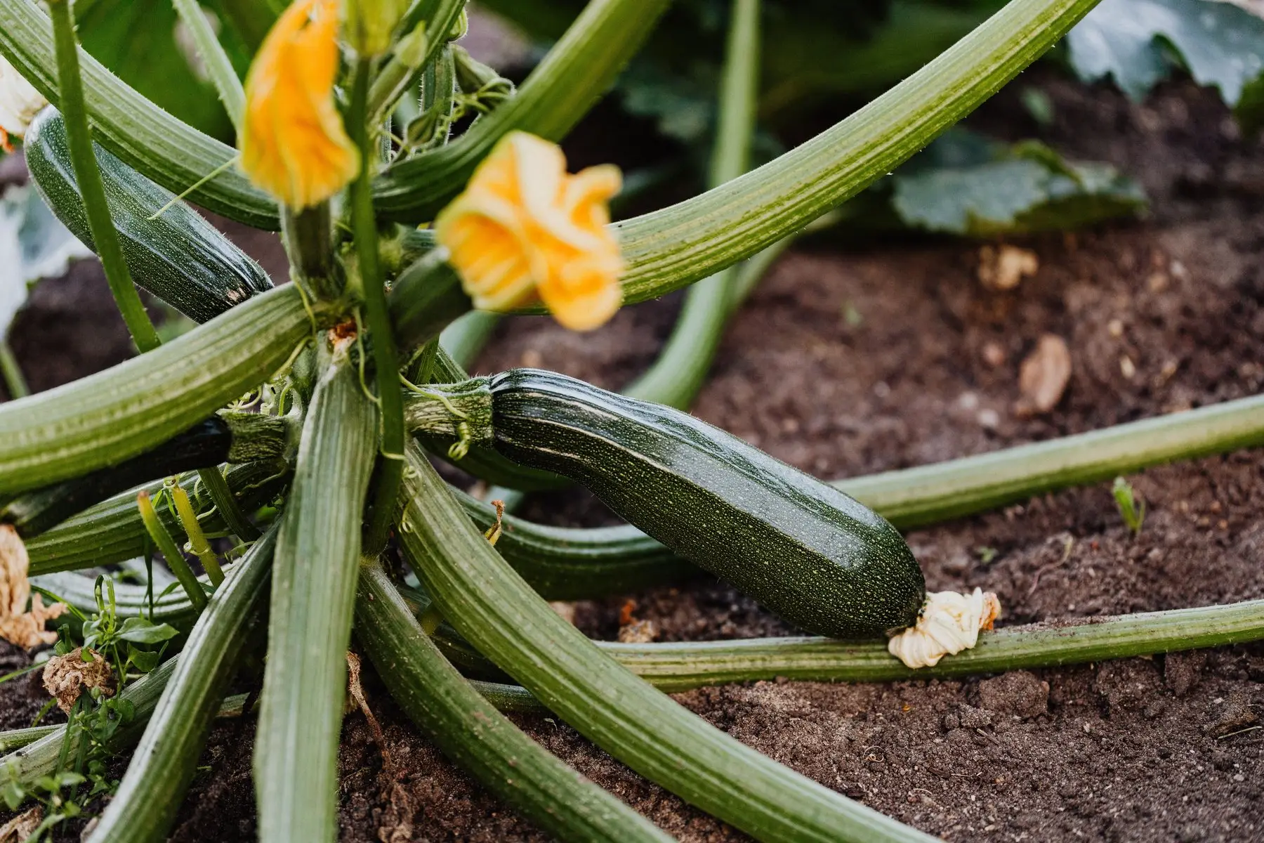 A striped zucchini at picking size lying on the soil at the base of the plant, with two open yellow flowers above it