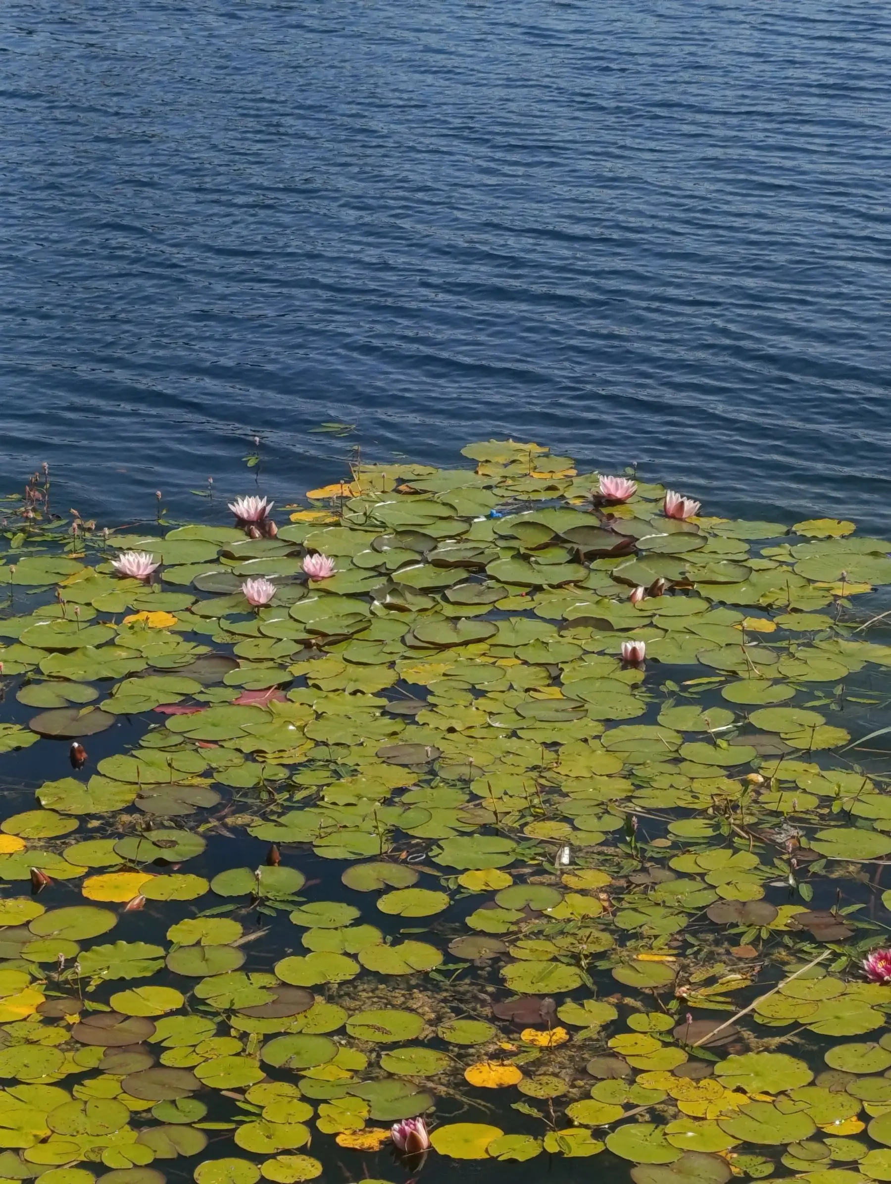 Deep blue pond water with a spreading mat of water lily pads and pink flowers