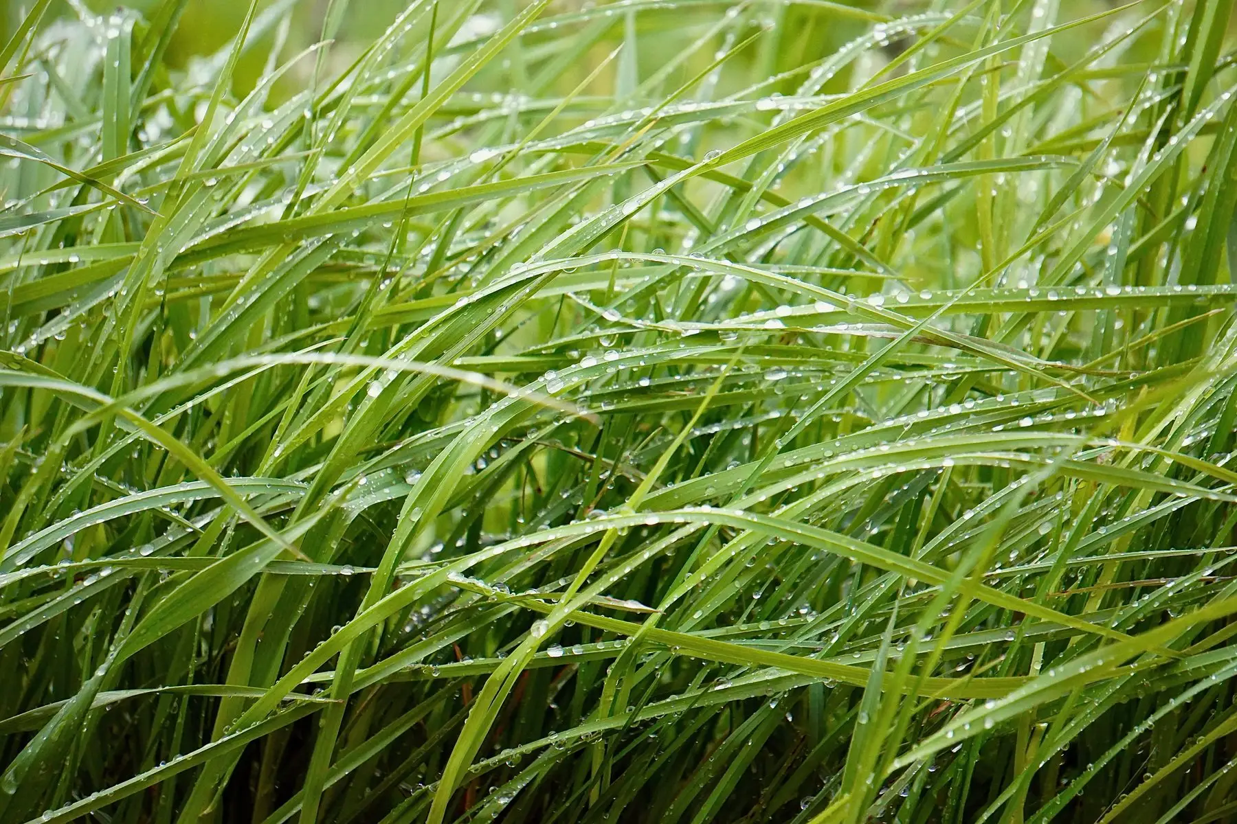 Long grass blades covered in water droplets after rain