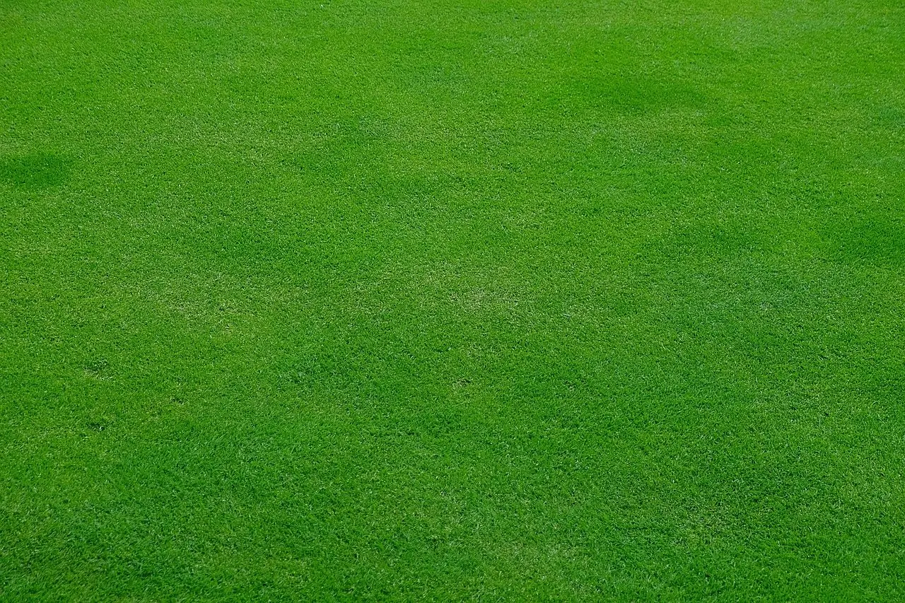 An even, closely mown green lawn filling the frame, showing uniform fine-leaved turf