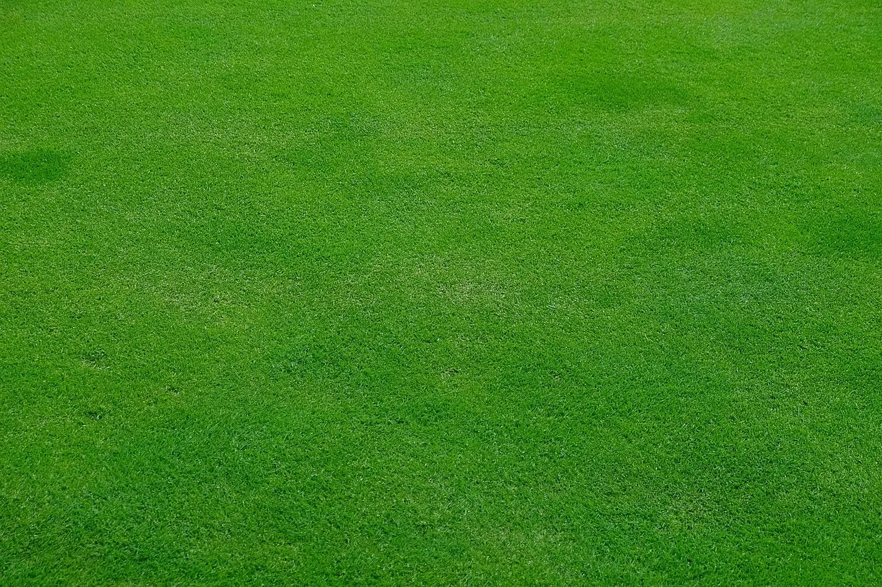 An even, closely mown green lawn filling the frame, showing uniform fine-leaved turf