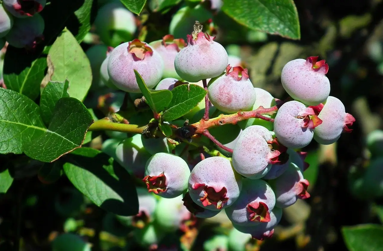 Blueberry bush berries