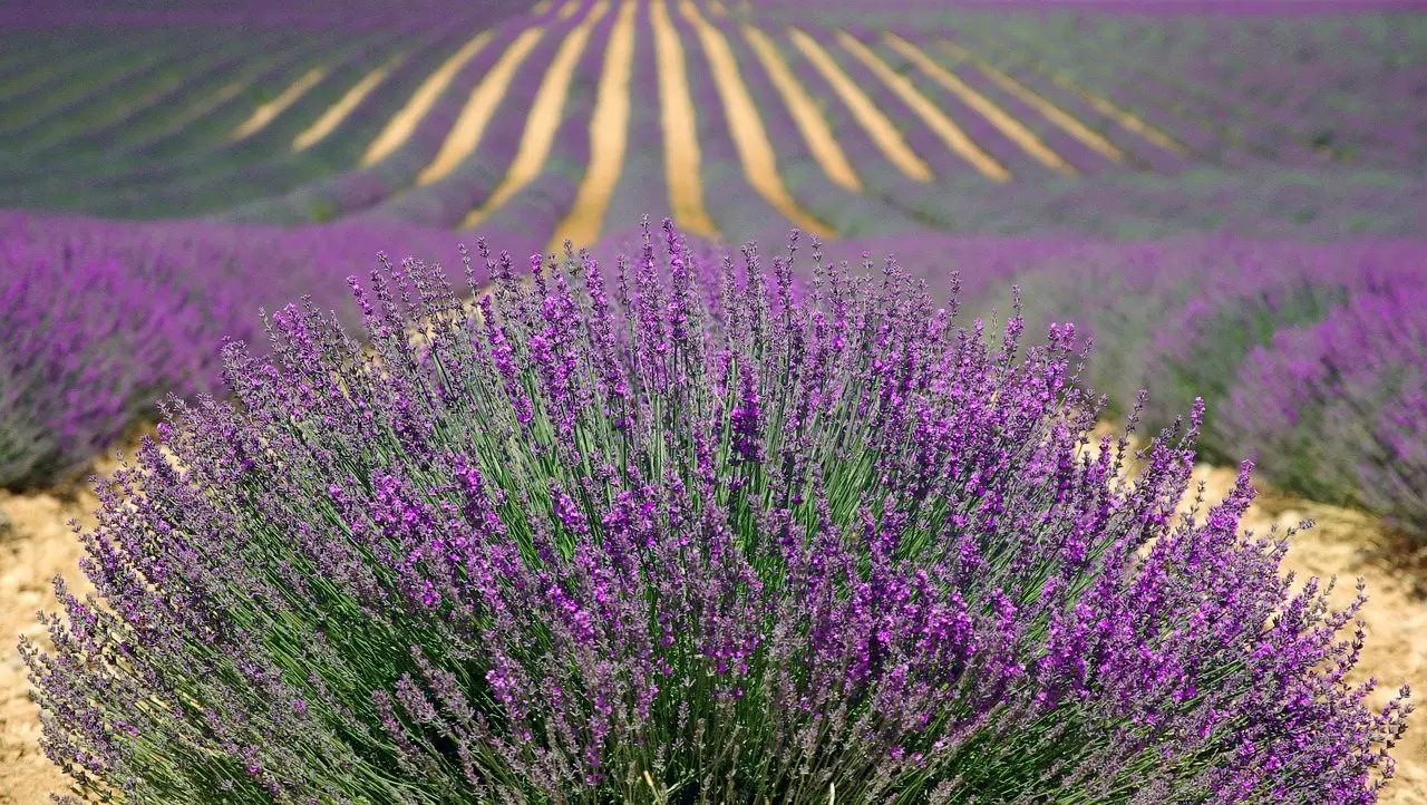 Rows of lavender in full purple flower running away across a farmed field