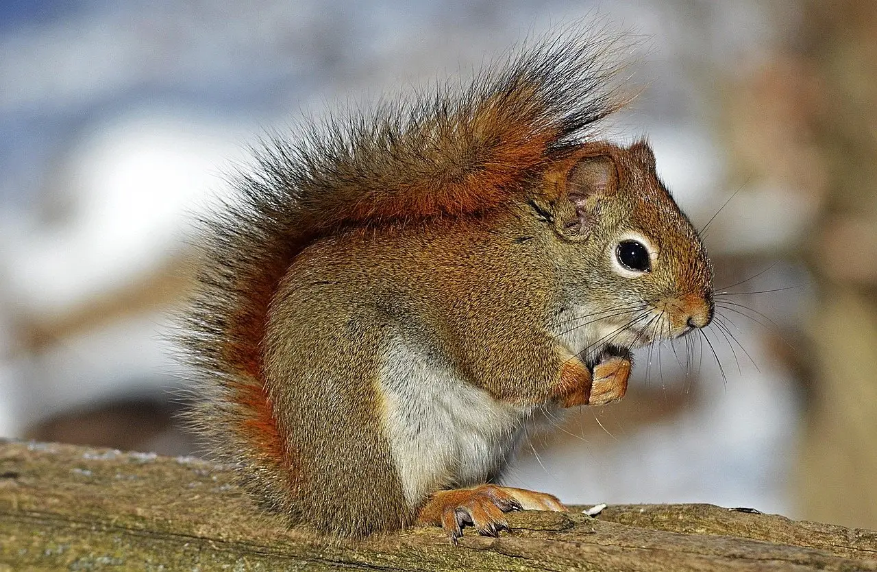 A red squirrel with ear tufts perched on a branch, eating a nut