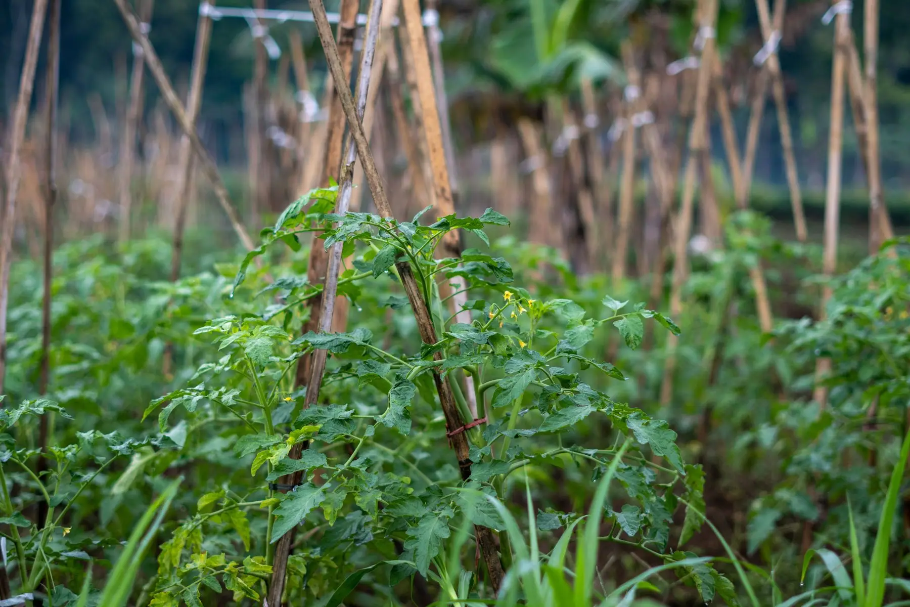 Rows of staked tomato plants on bamboo supports, first flowers opening