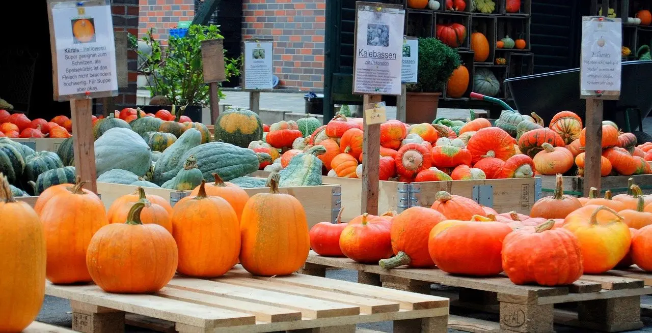 A market display of many pumpkin and squash varieties in orange, cream and blue-green on wooden pallets