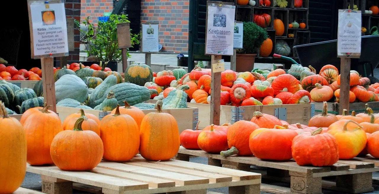 A market display of many pumpkin and squash varieties in orange, cream and blue-green on wooden pallets