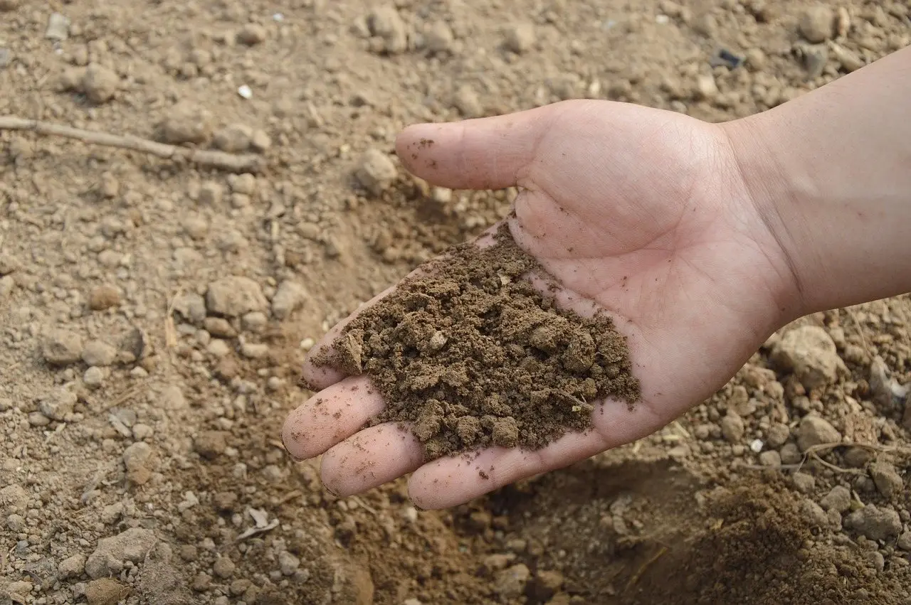 A cupped hand holding a crumbly handful of dry brown soil above bare worked ground