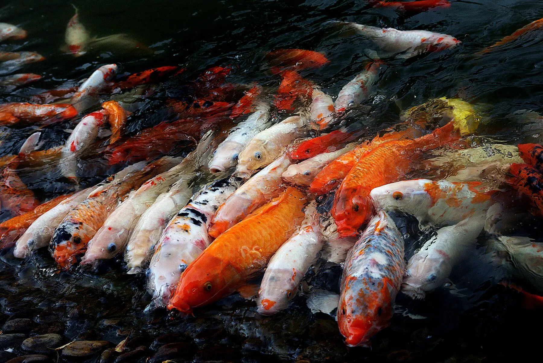 Several orange and white koi crowded at the surface of a garden pond