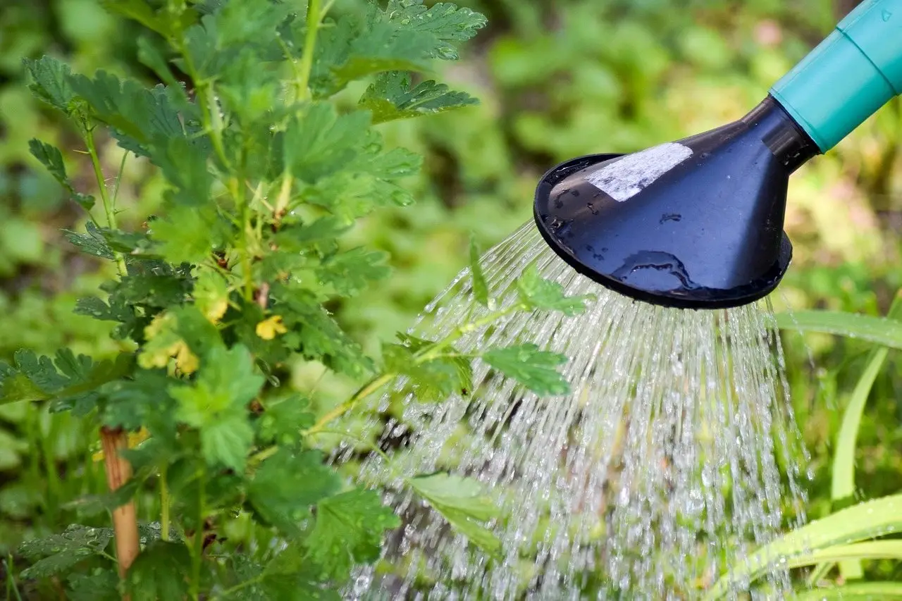 Water falling from a watering can rose onto a leafy garden plant at soil level