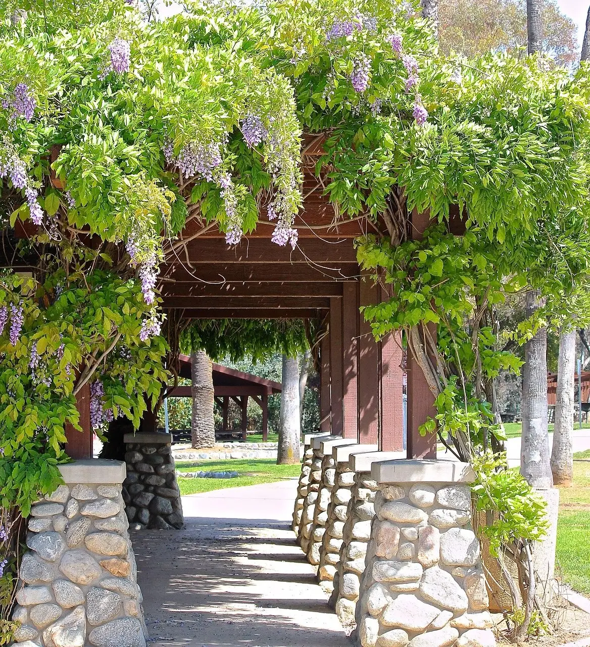 A timber pergola walkway on stone piers, heavily covered with flowering wisteria casting dappled shade on the path