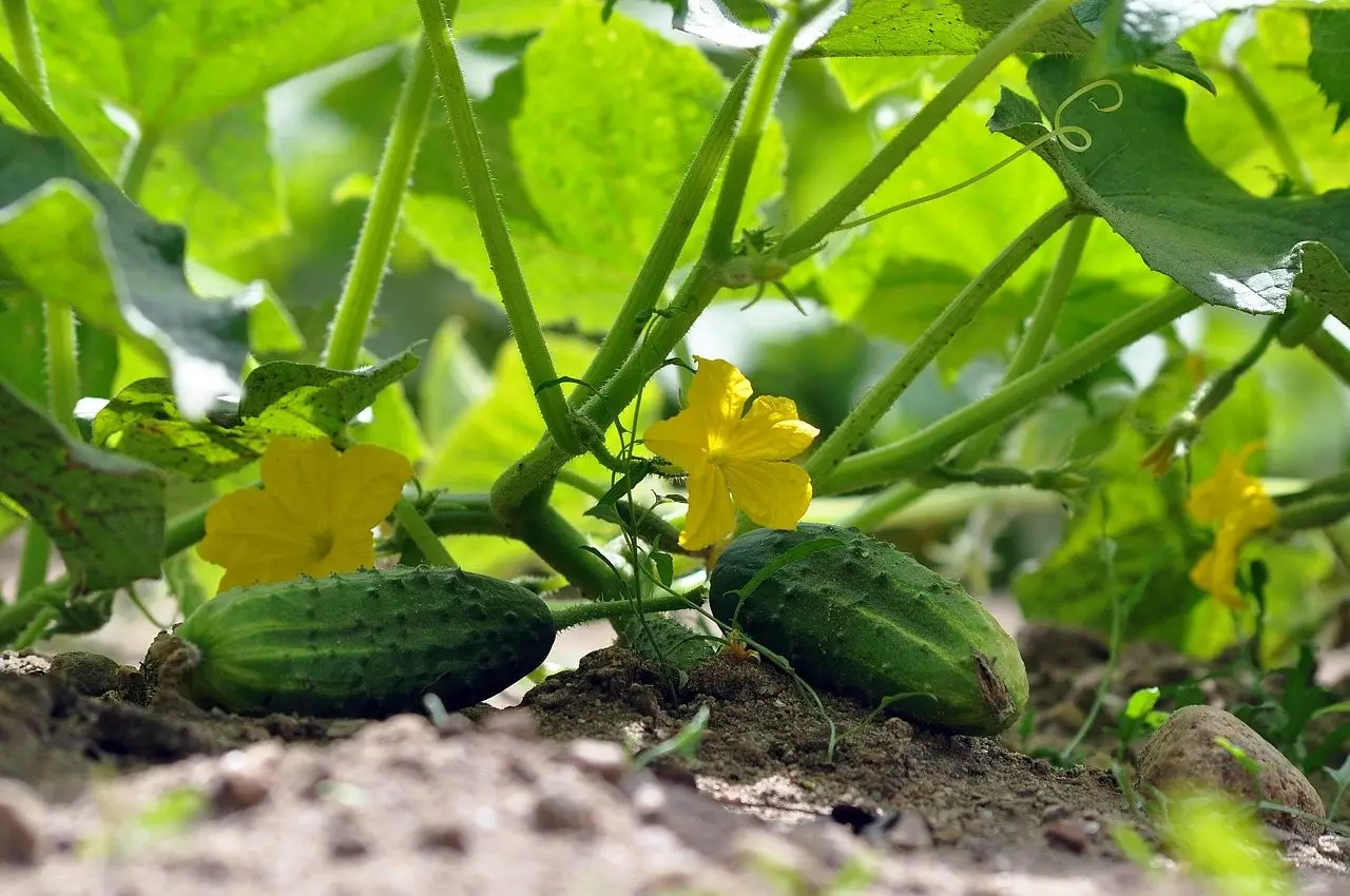 Cucumber plant growing