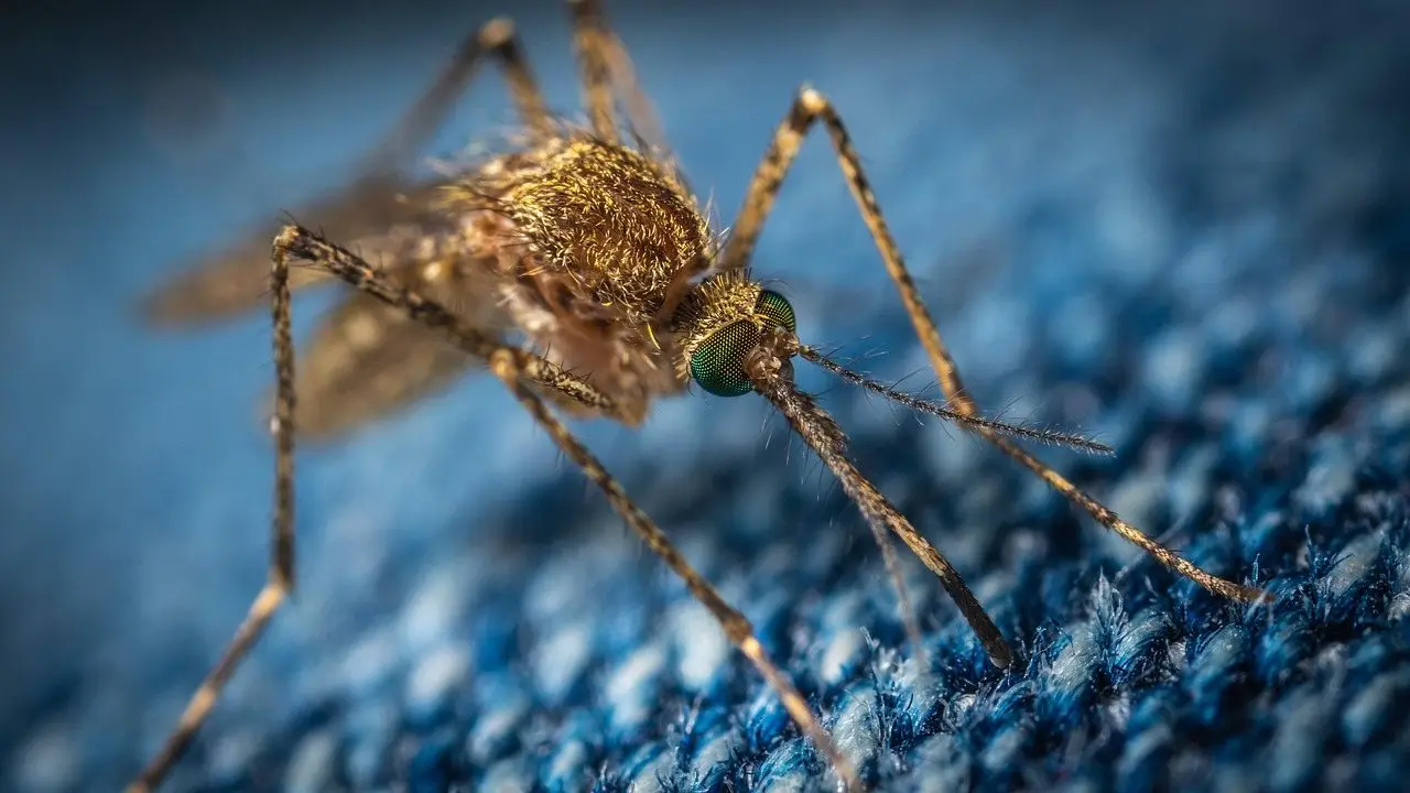 A mosquito standing on blue denim fabric, photographed in macro