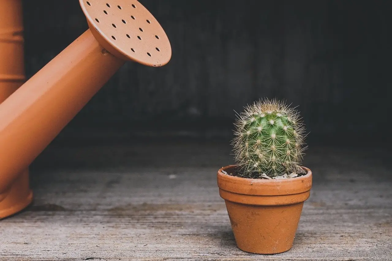 Cactus pot watering