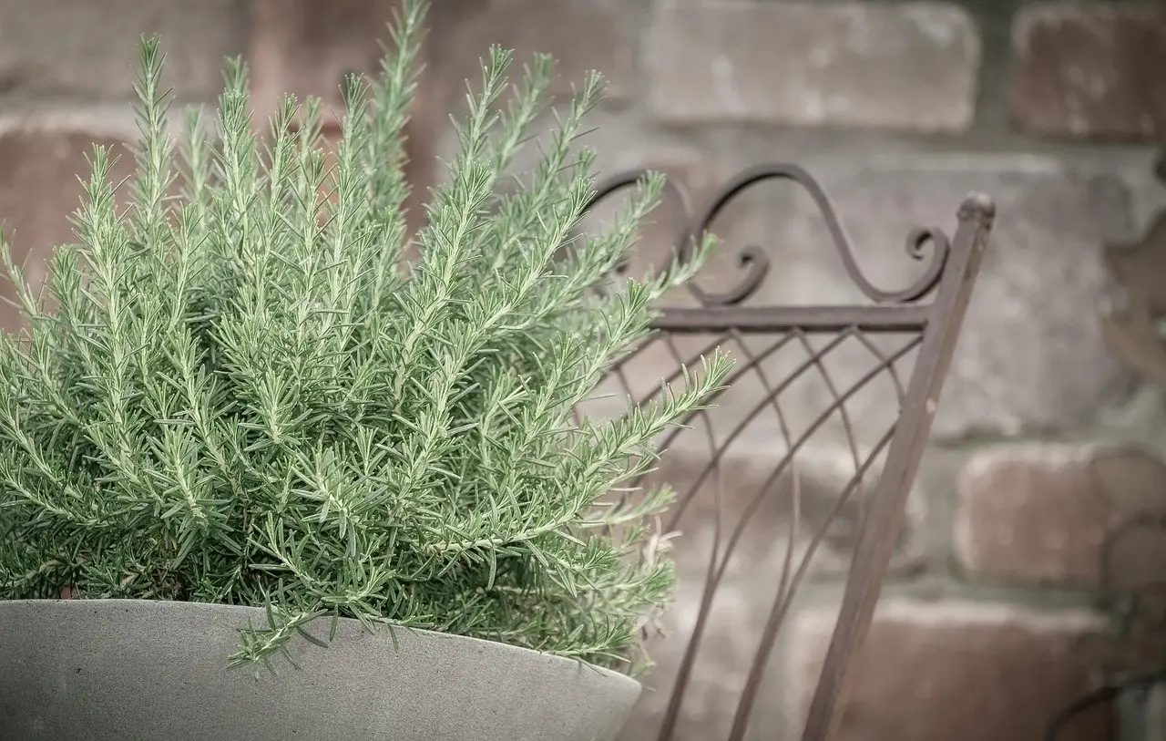Rosemary plant pot